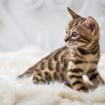 Bengal kittens for sale