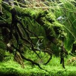 Best Aquarium Carpet Plants Available On The Internet Market