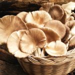 Oyster Mushroom