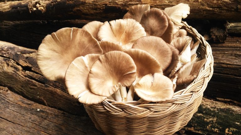 Oyster Mushroom