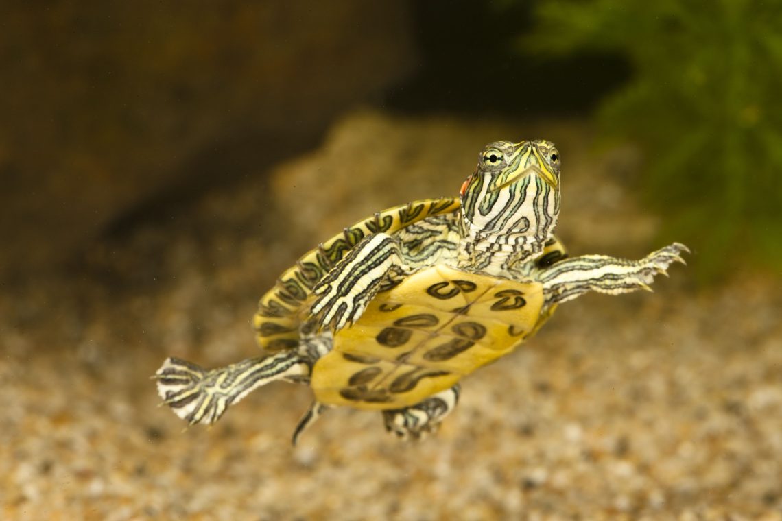 red eared slider eggs in water