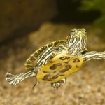 red eared slider eggs in water