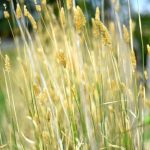 Pasture Grass Seeds