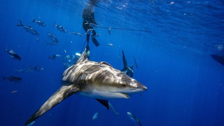 Must-Have Items for a Shark Encounters Tour