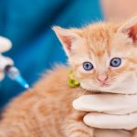 Pet vaccine near me