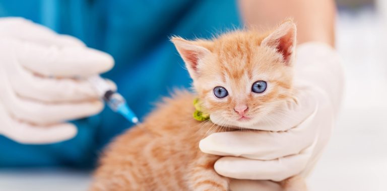 Pet vaccine near me